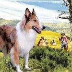 Lassie und die Goldgräber - Film (1951)