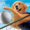 Air Bud 5 - Vier Pfoten schlagen auf - Film HD (2003)